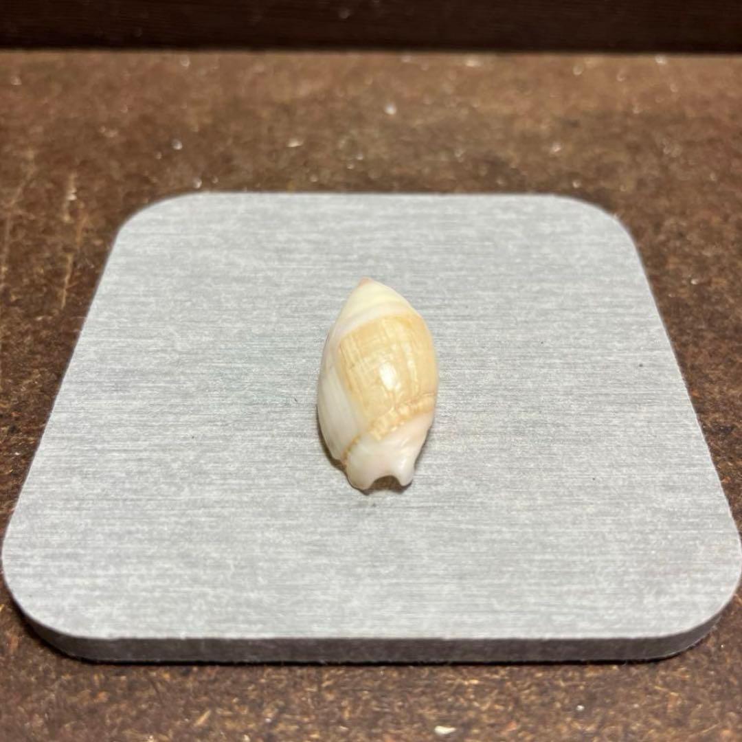 E*s様 激レア　美品　熊本県産　マボロシリュウグウボタル