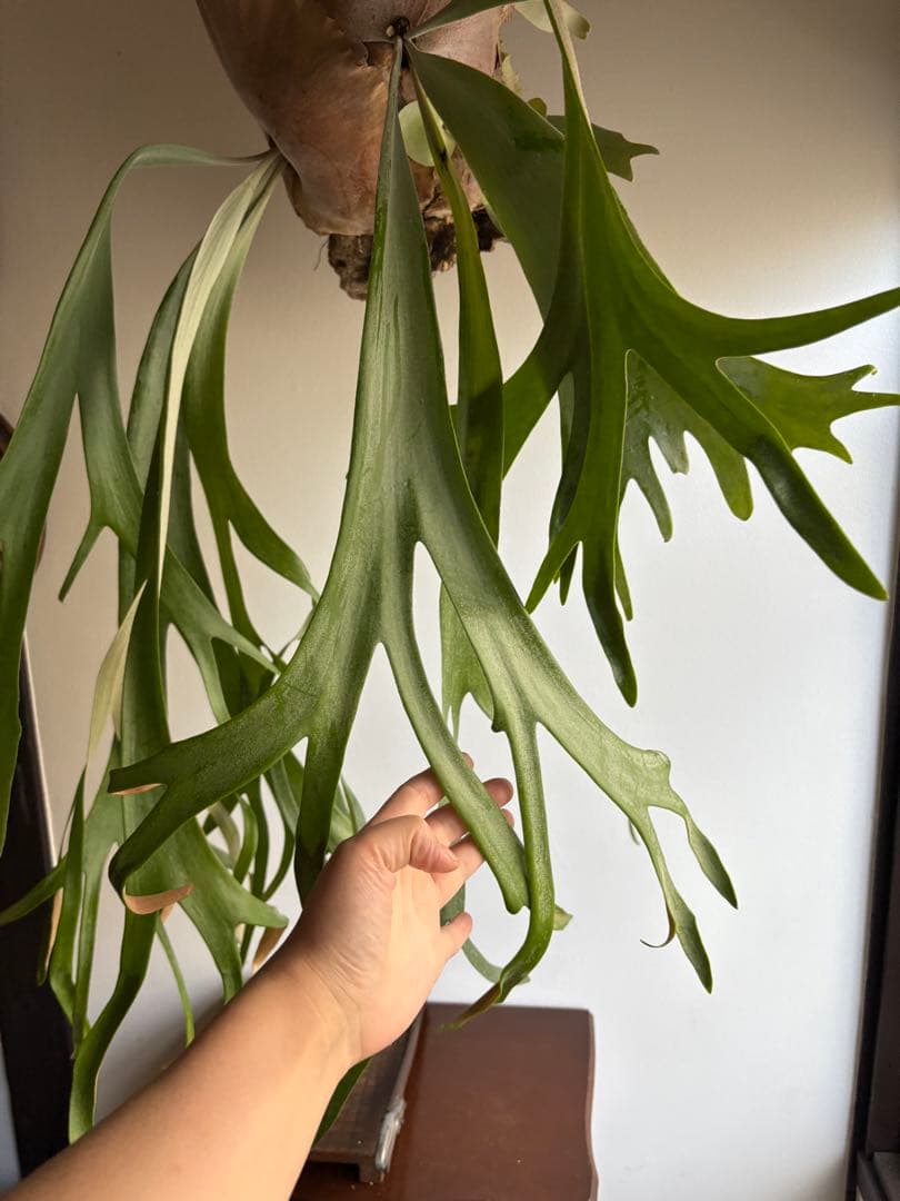 はなはなはなこ