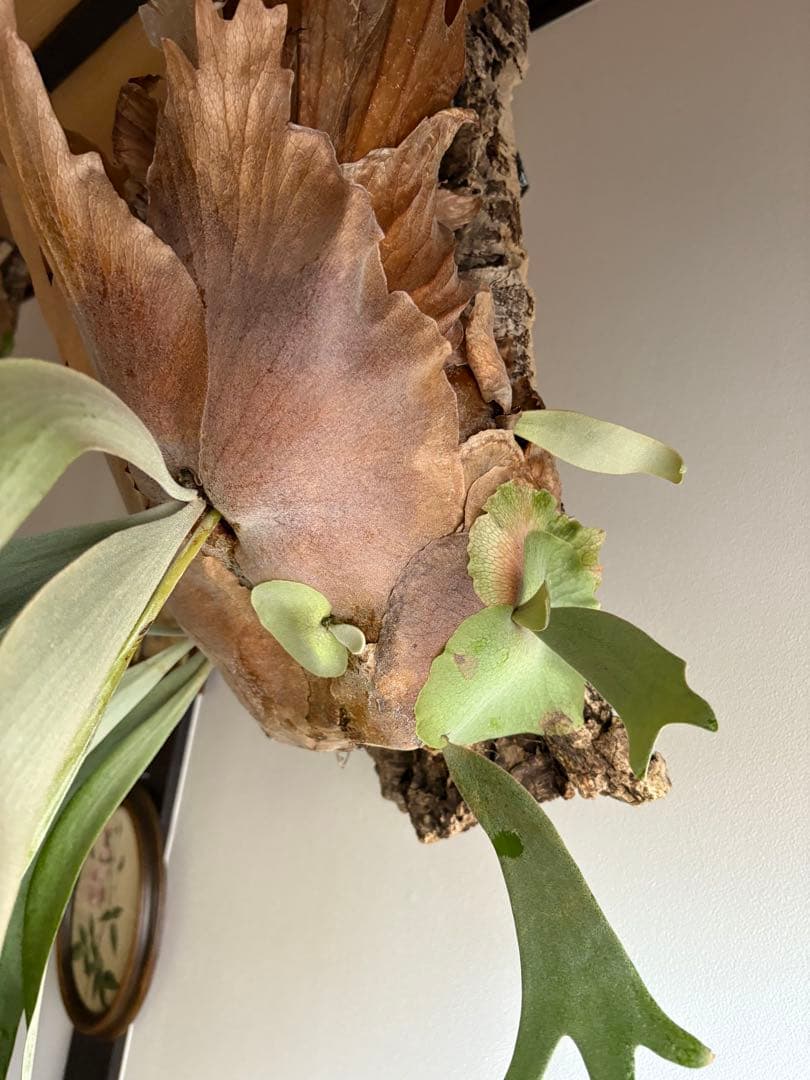 はなはなはなこ