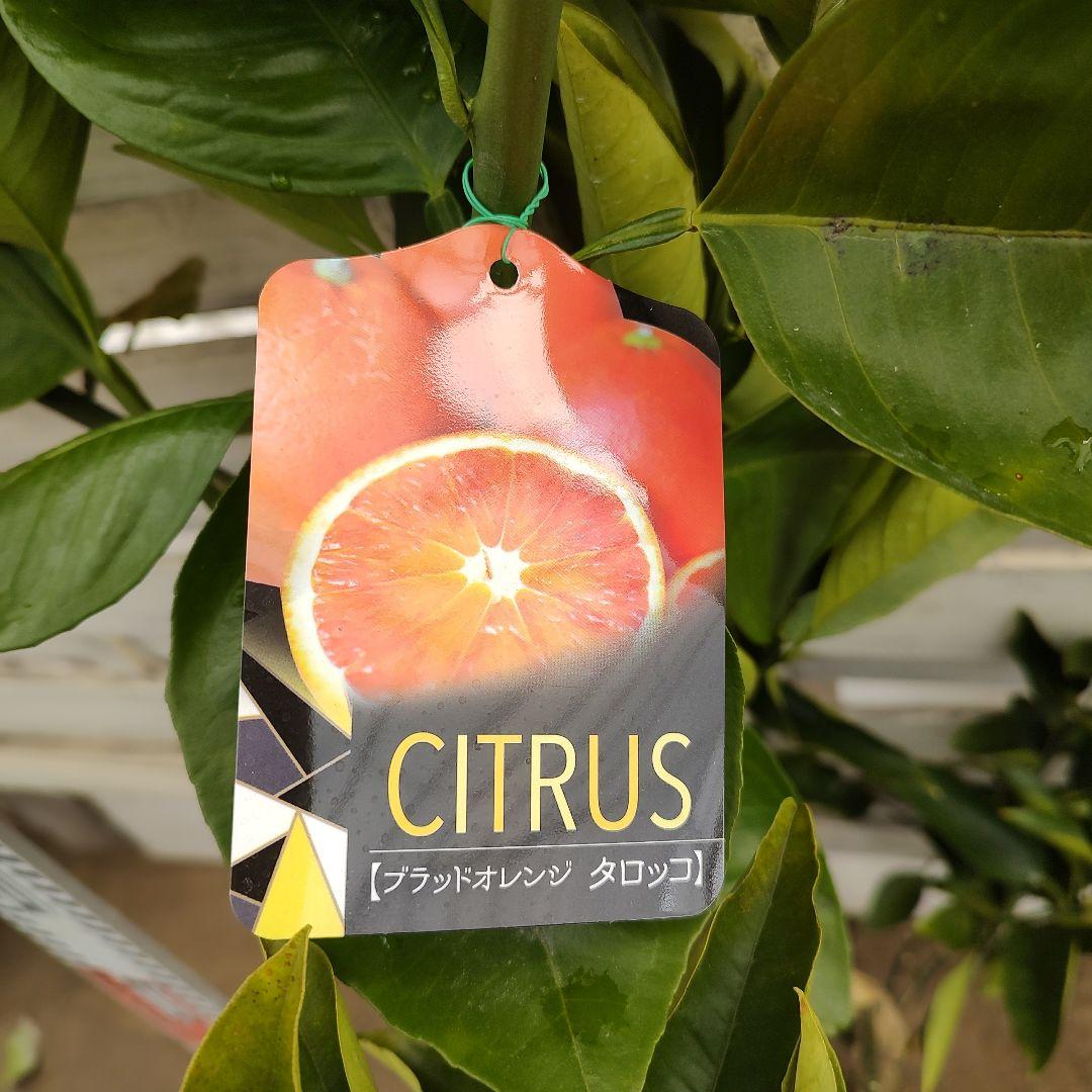 ブラッドオレンジ タロッコ 3年生 大苗 ラスト1本