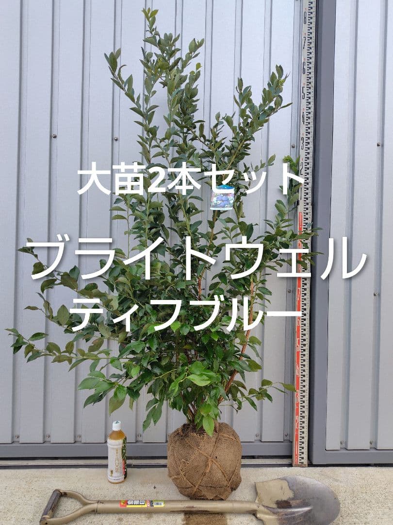 ブルーベリー苗 ブライトウェル＆ティフブルー大苗2本セット - メルカリ