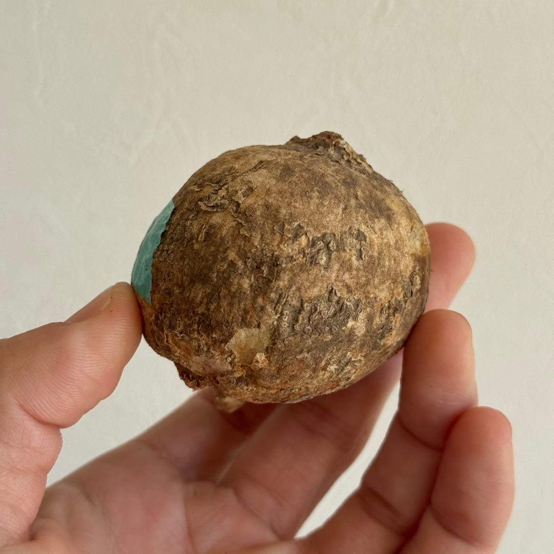 3.アデニア・オバタ 新芽あり輸入直後ベアルート株 Adenia Ovata