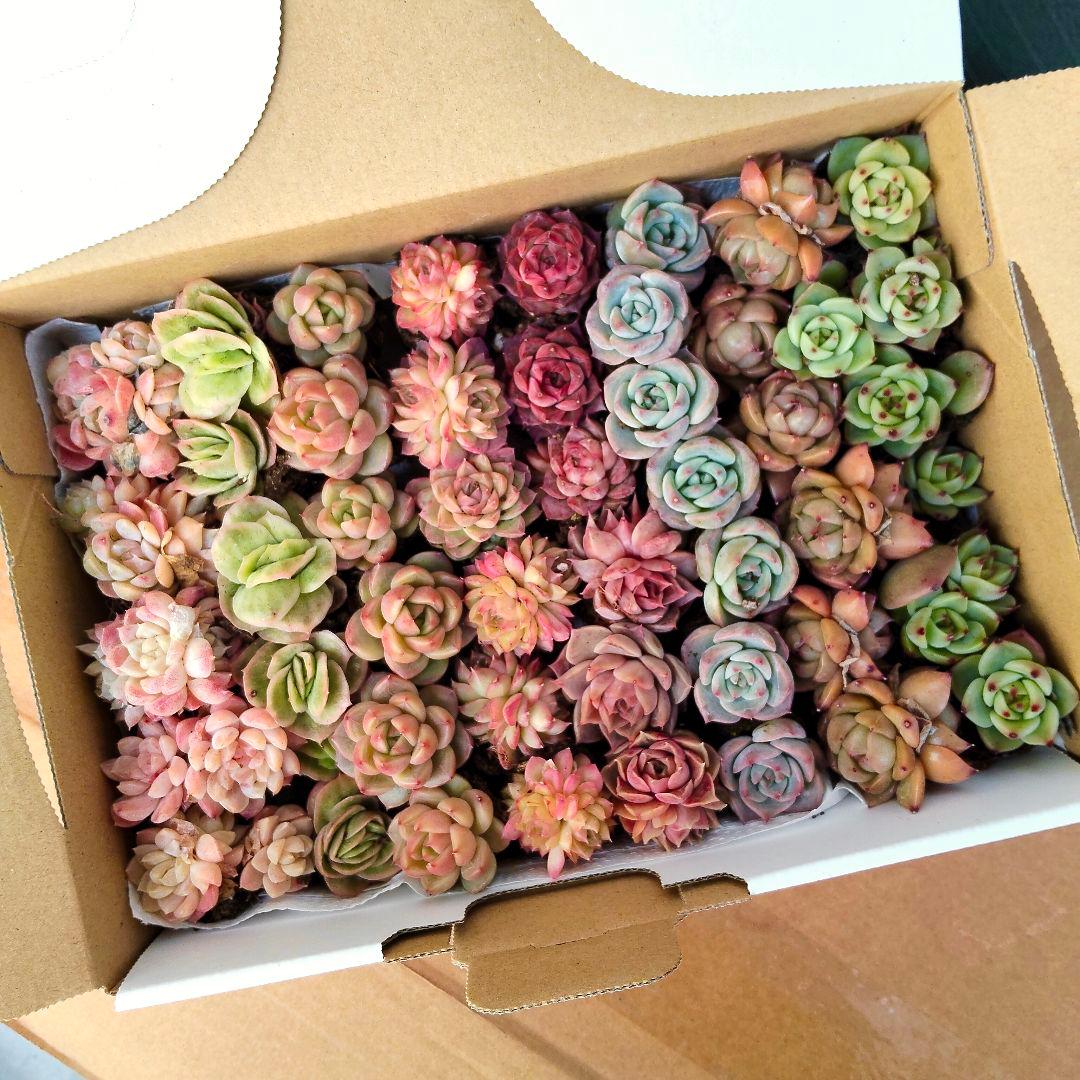 プラグ苗箱いっぱいセット✨多肉植物 エケベリア 詰め合わせ 寄せ植え
