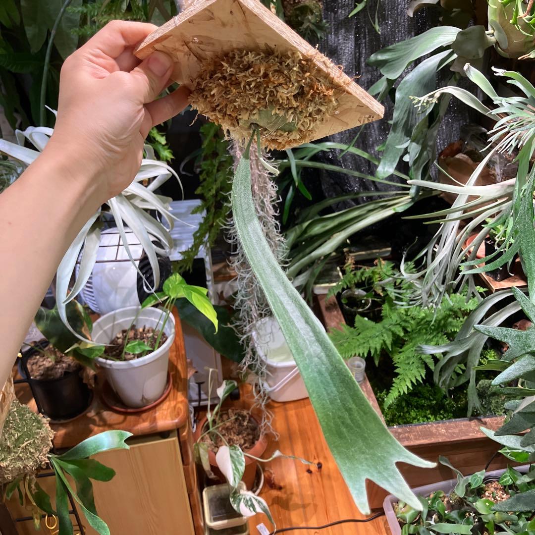 ビカクシダ P.X-626 Stitch OC - メルカリ