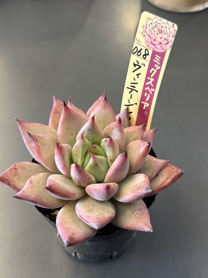 ミックスベリア 札付き おらいさん苗 ヴィンテージレター - メルカリ