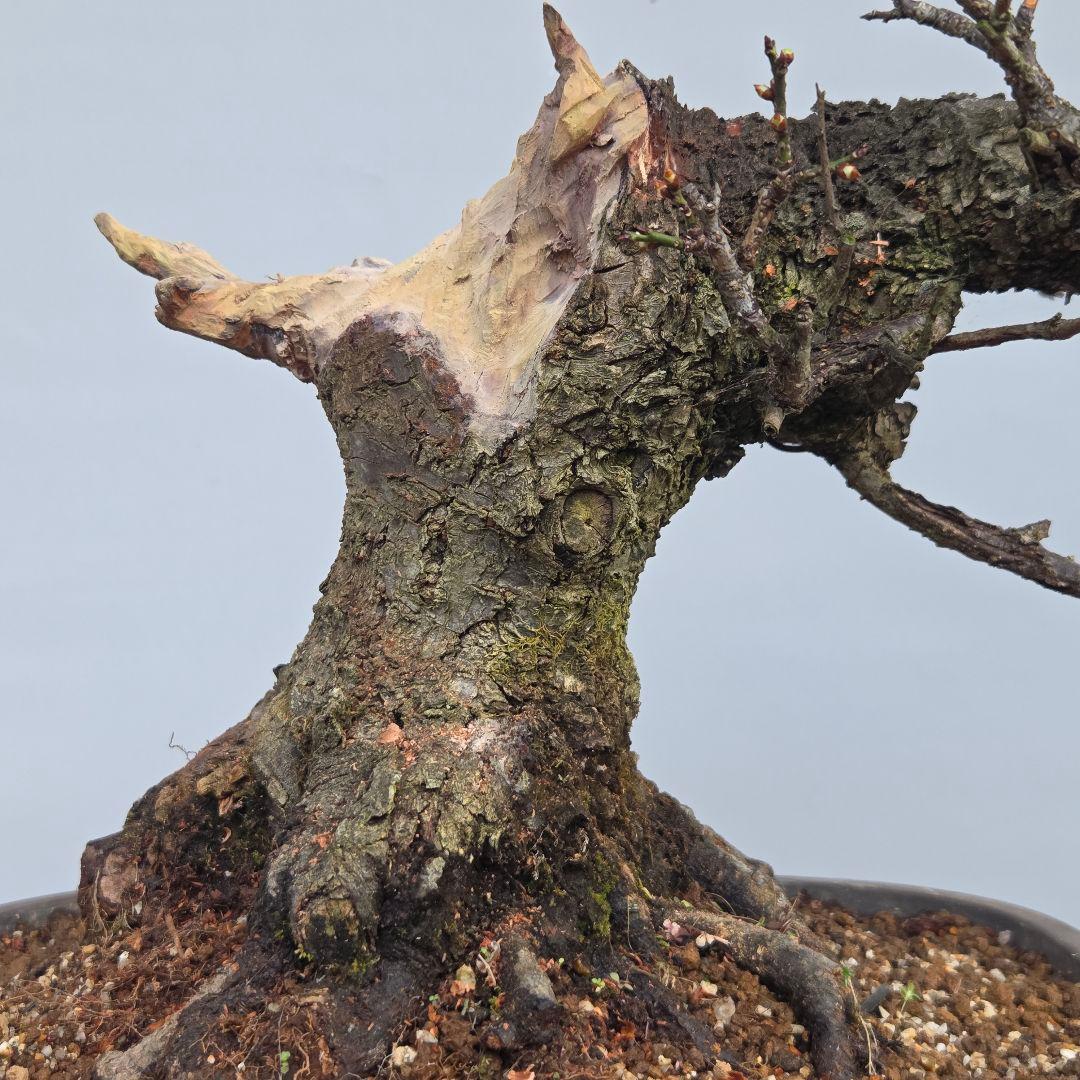 野梅(米良) [舎利幹舎木] 梅/中品盆栽