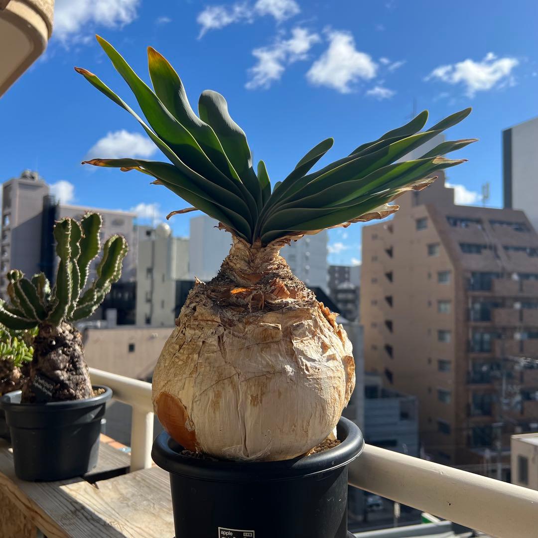 ブーファン・ハエマンソイデス（Boophone haemanthoides）塊根 ブーファン・ハエマンソイデス(Boophane haemanthoides) | プラント