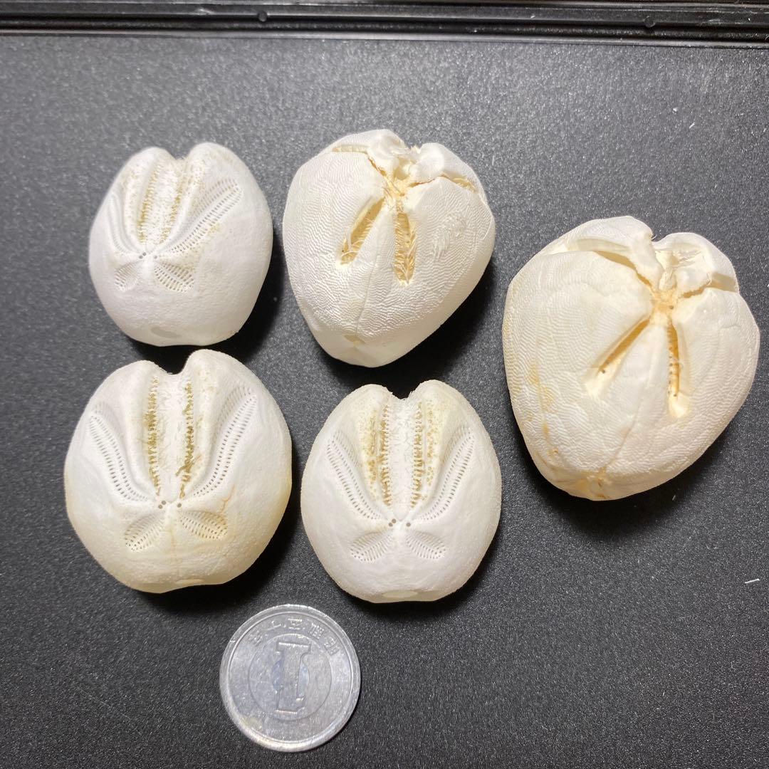 キツネブンブク セイタカブンブクのセット ウニ標本 ウニ殻標本 標本