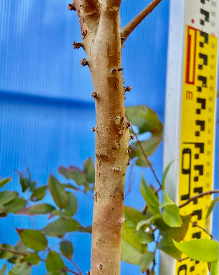 22ジャボチカバ・ミゥーダ 四季咲 耐寒性