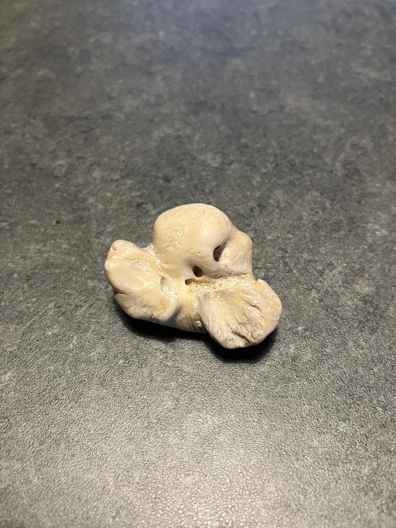 ビーチコーミング イルカ 耳骨 化石 布袋石 超美品！ - メルカリ