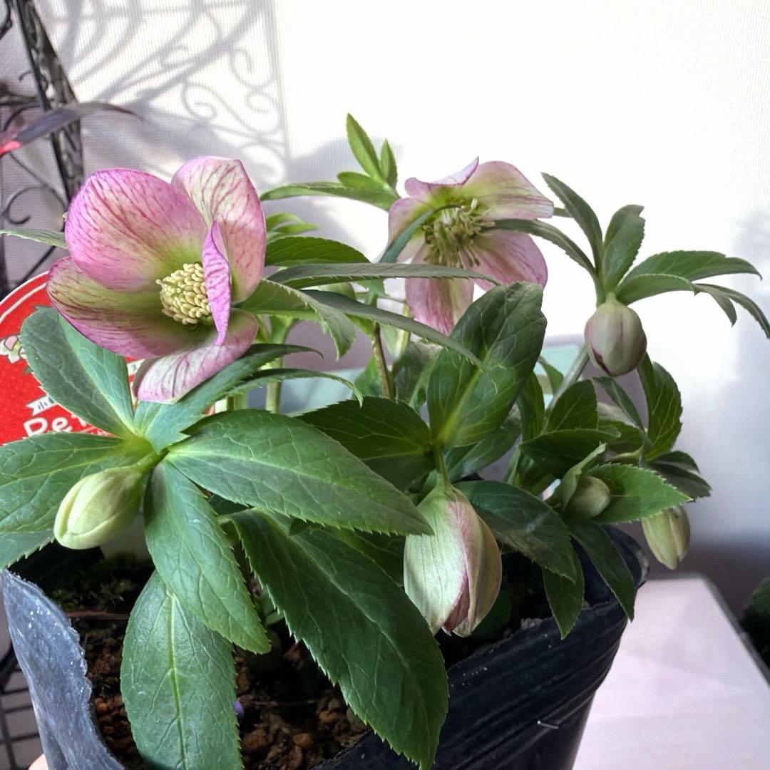 【横山園芸】クリスマスローズ プチドール　ss《1/15》ピンクベイン系