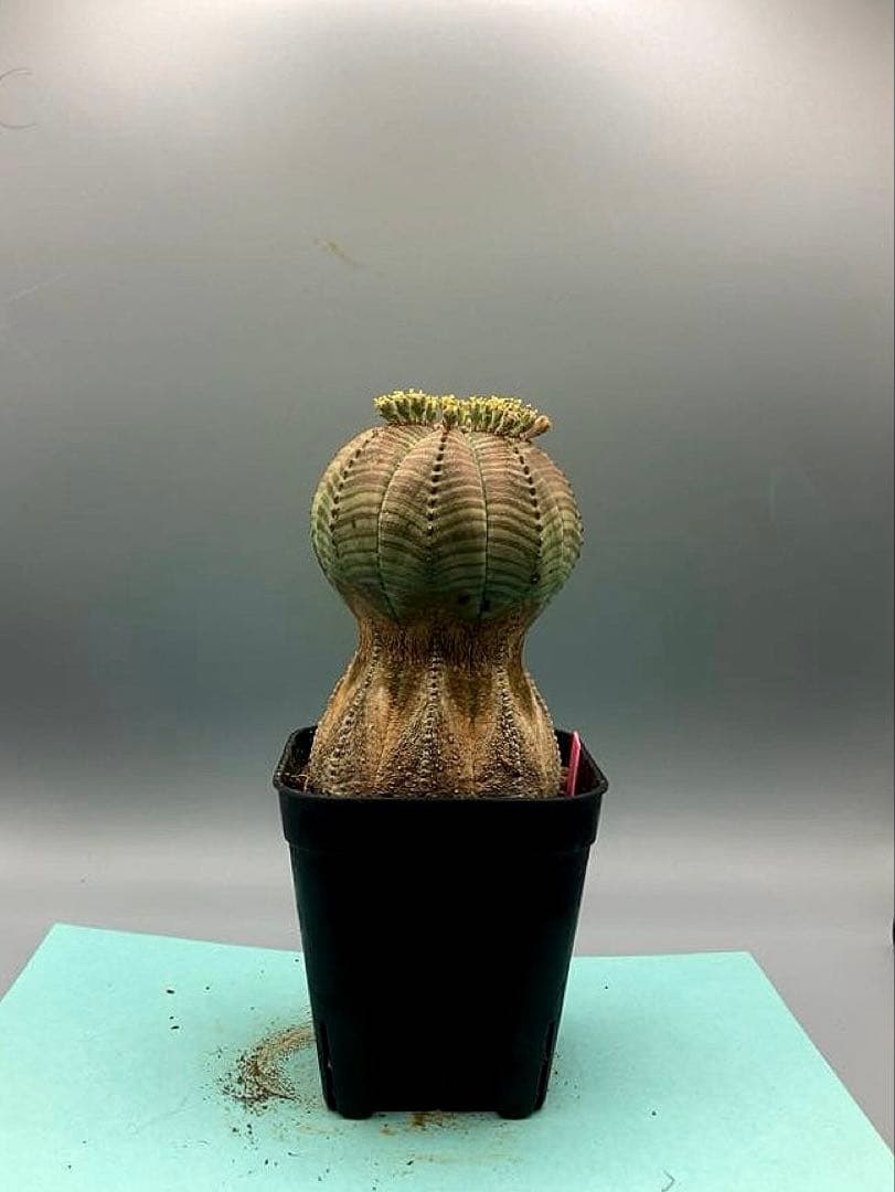 《2.5号P》ユーフォルビア　オールドオベサ　雄株