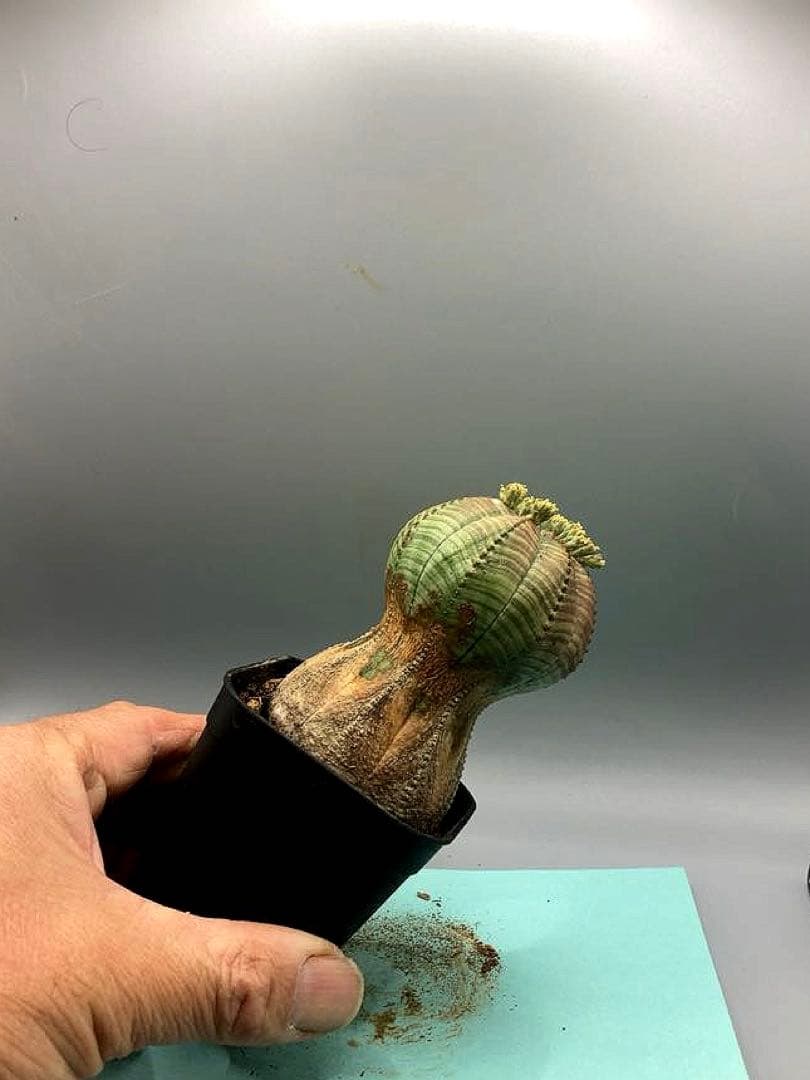 《2.5号P》ユーフォルビア　オールドオベサ　雄株