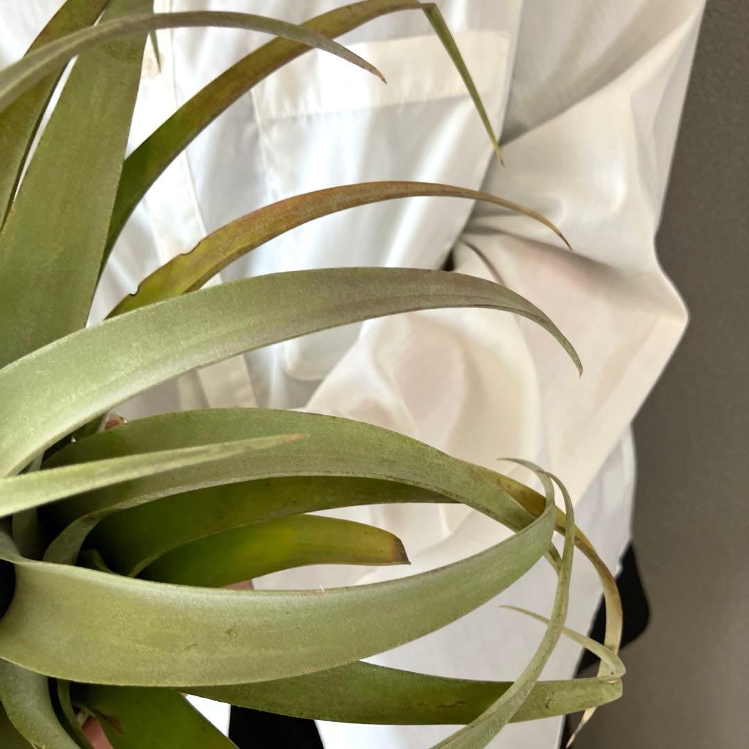 超希少❗️超特大❗️チランジア カピタータ シルバーローズ✨