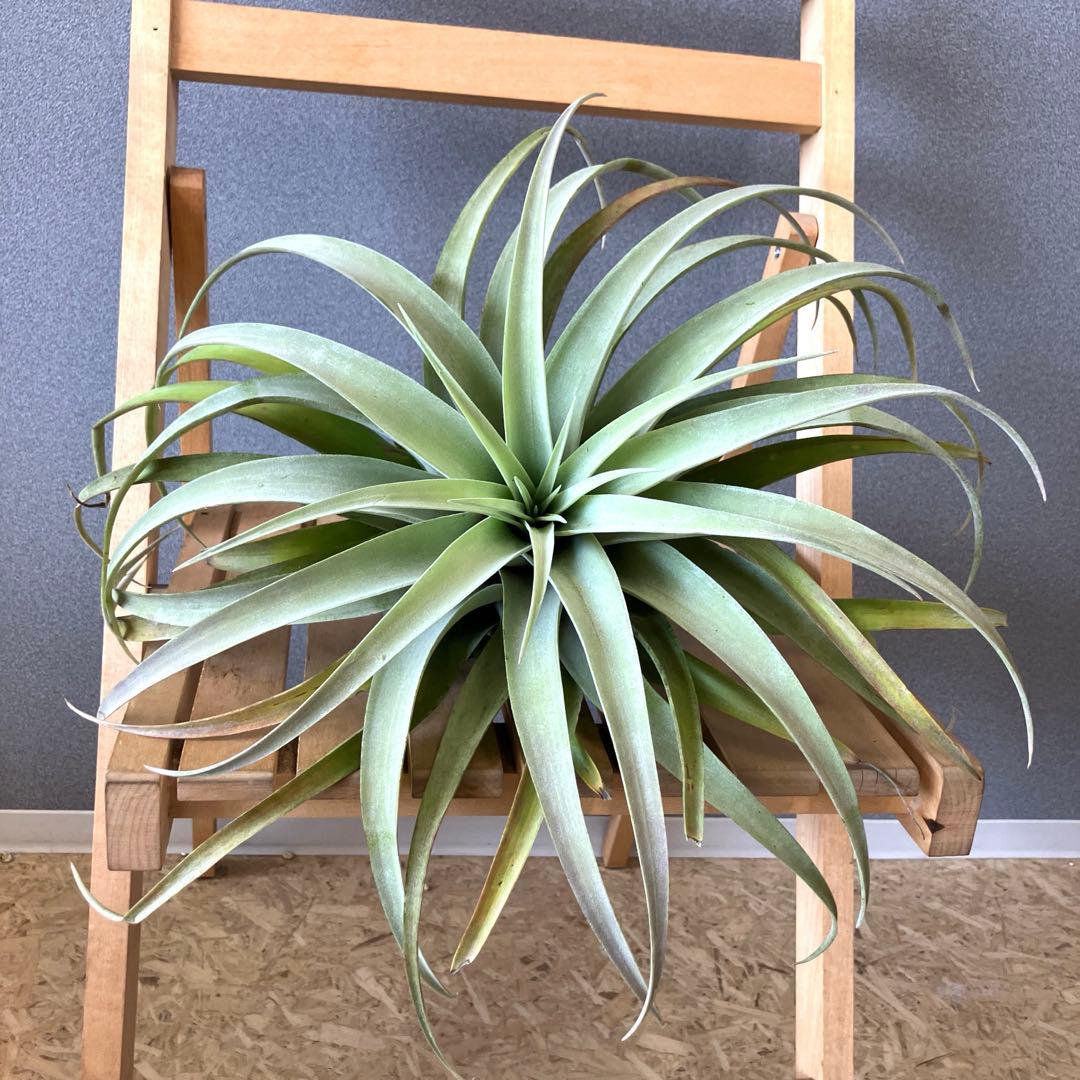 超希少❗️超特大❗️チランジア カピタータ シルバーローズ✨