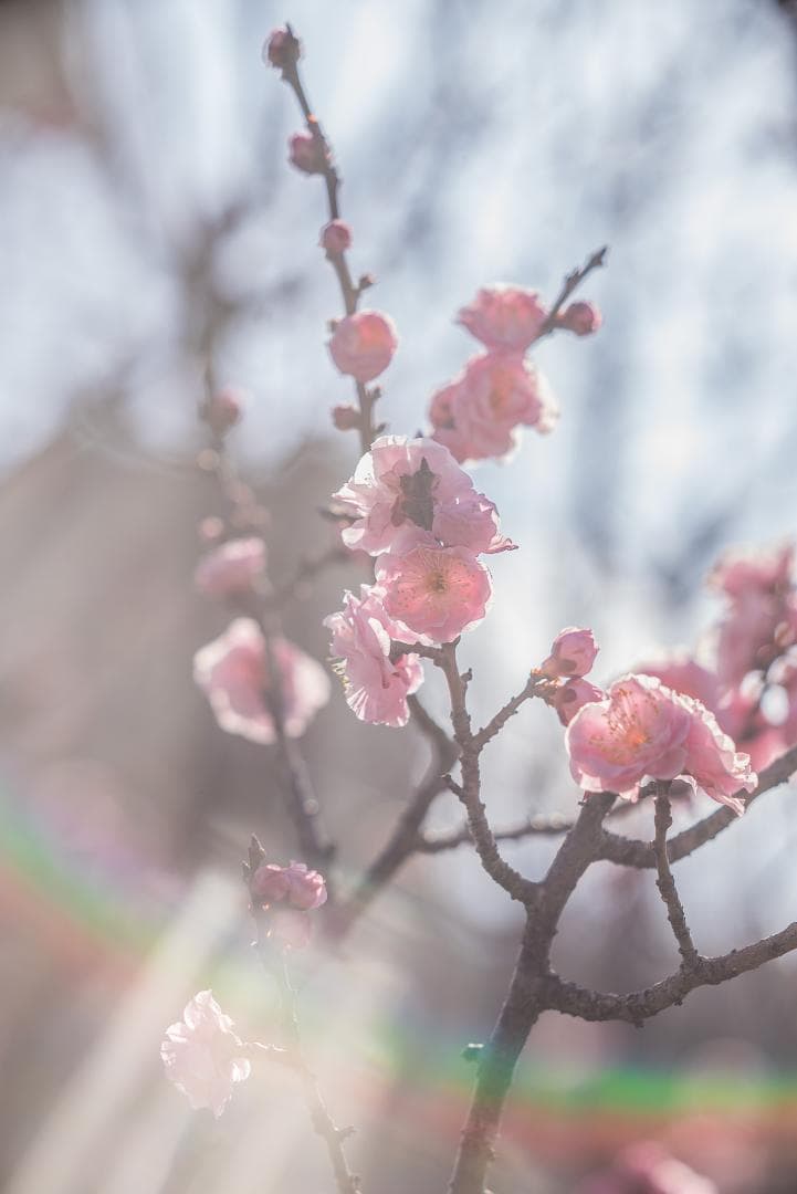 ライカ沼の入口！Leica Hektor 135mm F4.5 オールドレンズ - メルカリ