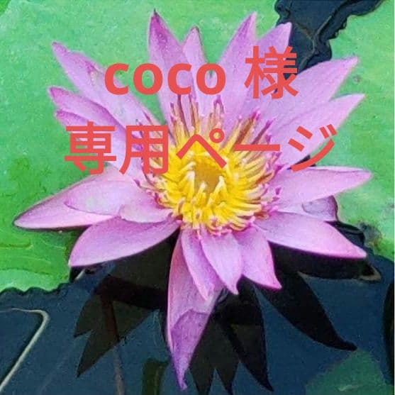 coco ページ アナスイ　デニムウエストポーチ 楽天市場】アナスイ（ボディバッグ・ウエストポーチ｜レディースバッグ