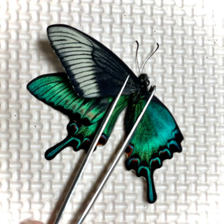 蝶標本 極美麗ミヤマカラスアゲハ♂春型飼育品 三角紙標本 羽化したて
