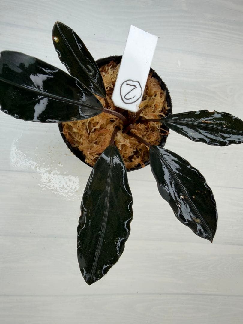 ⭐︎ブセファランドラ モトレィアーナ黒青絶品個体②パダワン 根伏せ