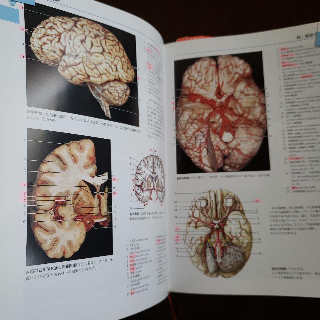 解剖学カラーアトラス - メルカリ