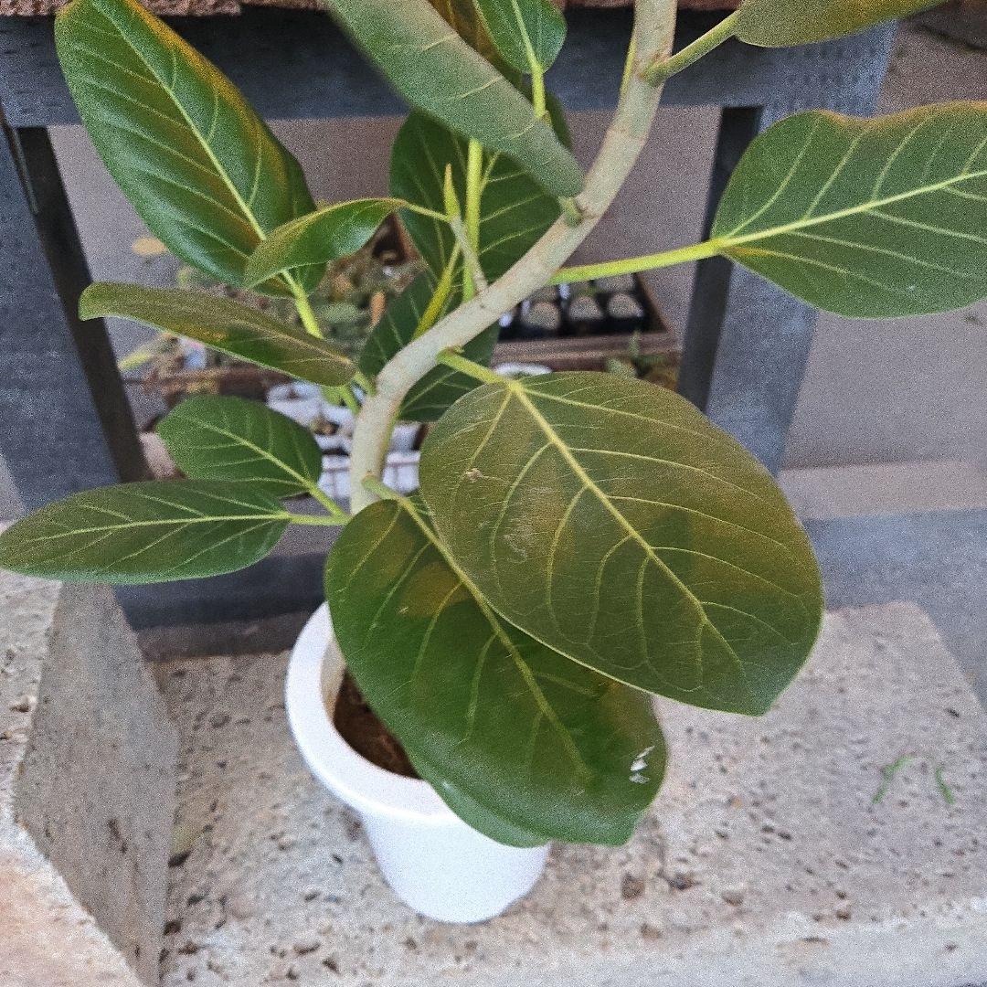 ⑭ フィカス ベンガレンシオードリー曲がり仕立て 7号 最高等級極上品