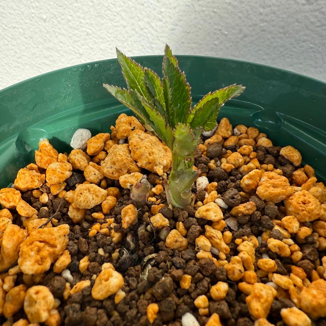 クリスマスローズ 大木ナーセリー dd Foujita 株分け - メルカリ