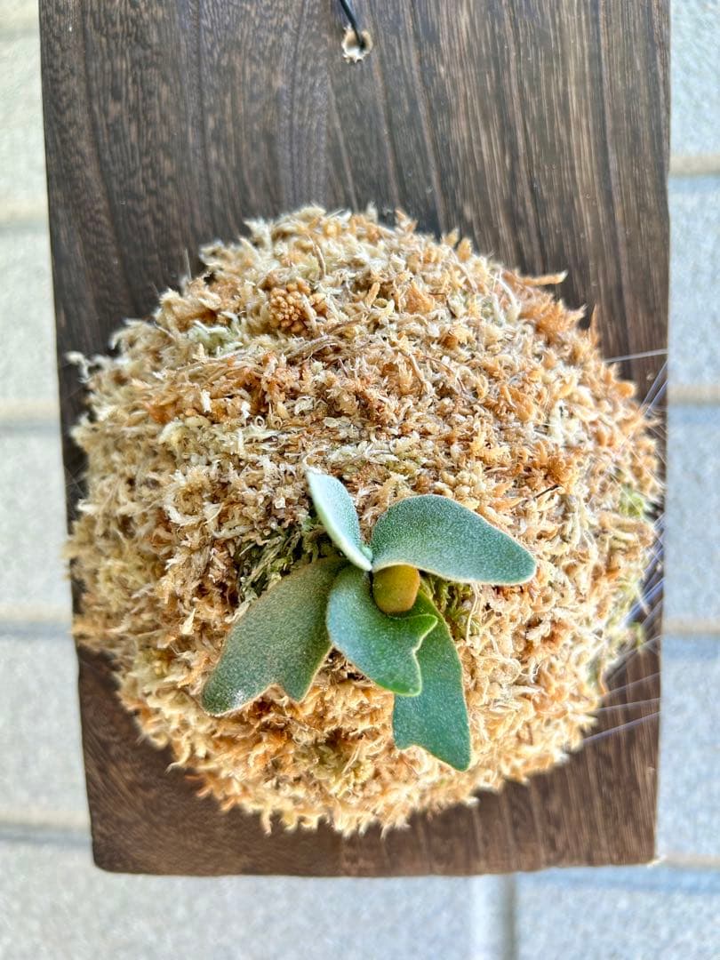 ビカクシダ OMG スポア - メルカリ