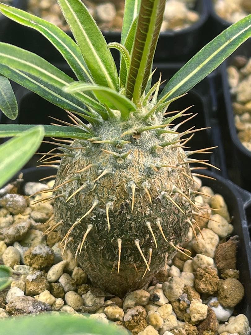 パキポディウム グラキリス 実生 【良型】 - メルカリ