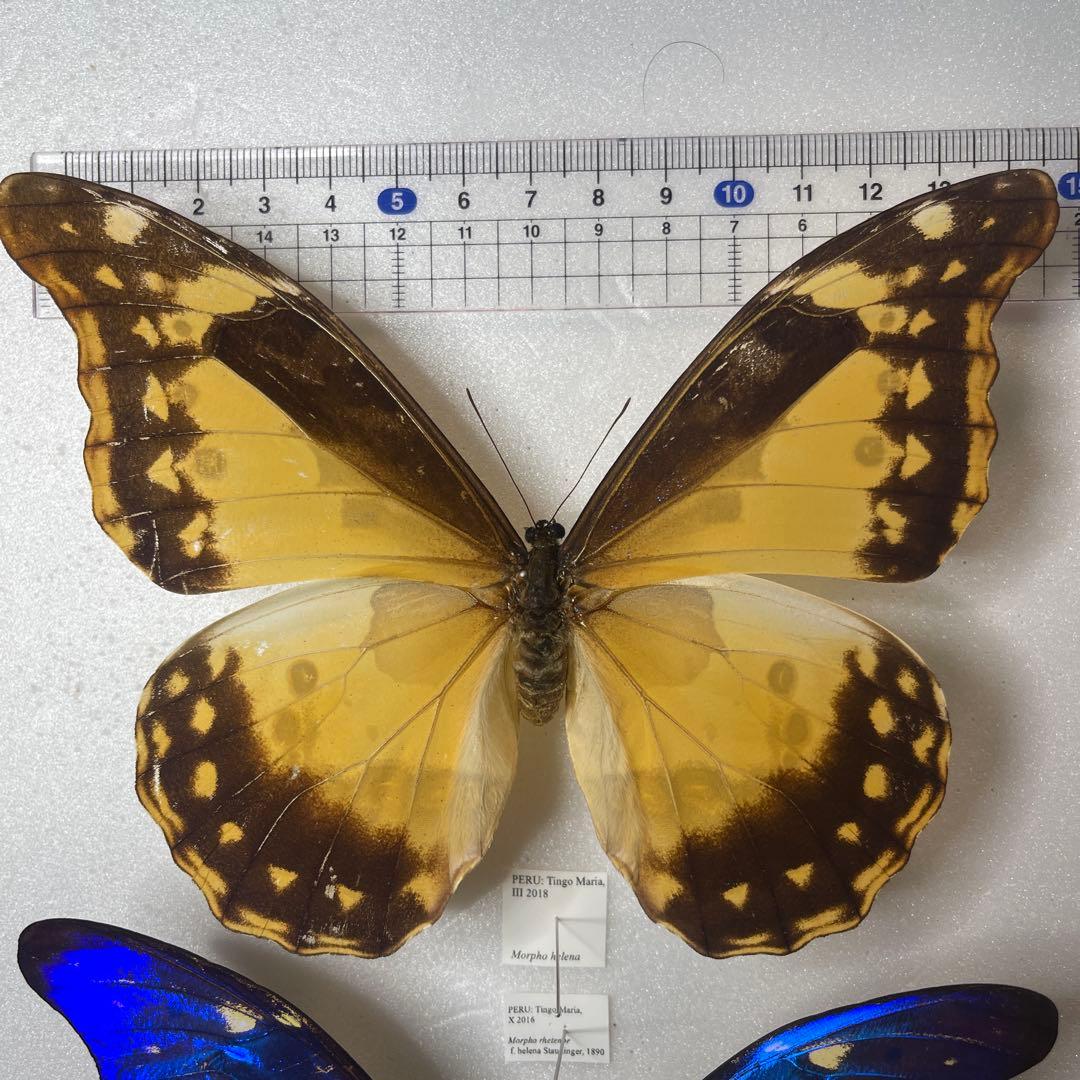 ヘレナモルフォ　雌雄