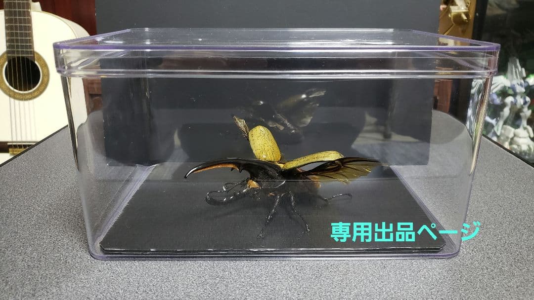 ケムンパス出品 立体標本3点 つくるんです®の図鑑付き3Dウッドパズル「ポケットバグズ」シリーズを