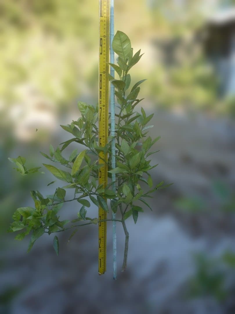 湘南ゴールド 果樹苗 約80cm 湘南ゴールド 果樹苗木 約70cm - メルカリ