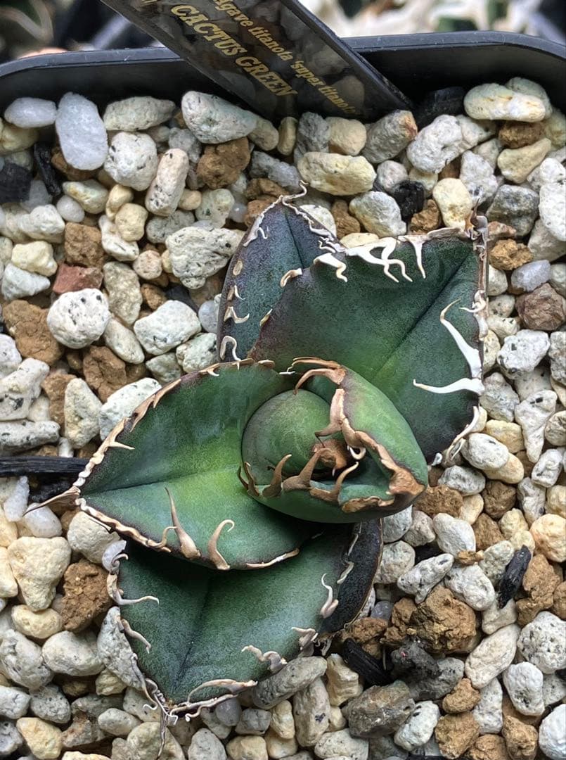 とら様専用】アガベ 正規スーパーチタノタCACTUS GREEN産 OC子株