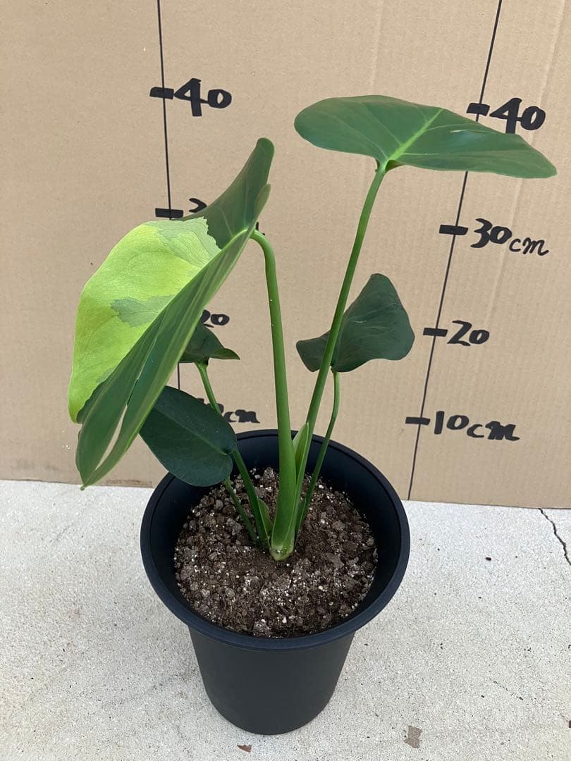 モンステラ デリシオーサ実生株 斑入り2鉢セット／Monstera deliciosa