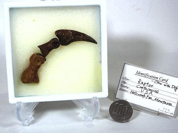 貴重 ラプトル 恐竜化石 爪 ハンドクロー - メルカリ