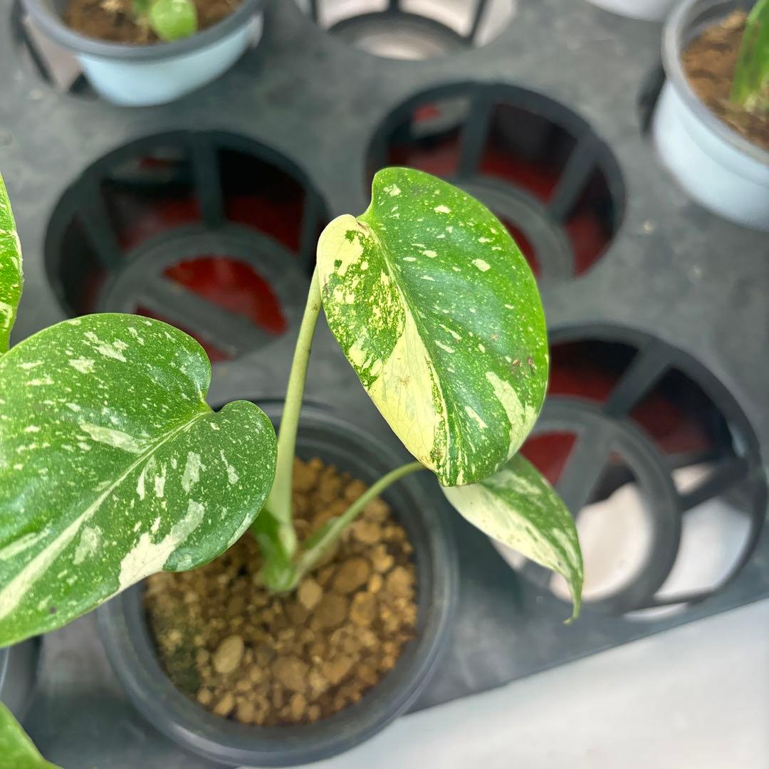 s*s様 a17モンステラ・タイコンステレーション5株➕バールマルクス