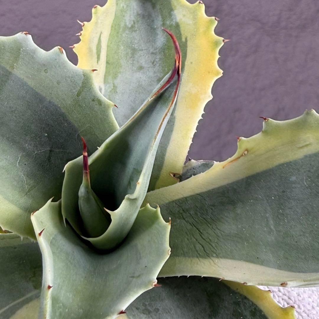 G*n様 【アガベ オバティフォリア“オルカ”】地植え/-18℃まで/極上　L2