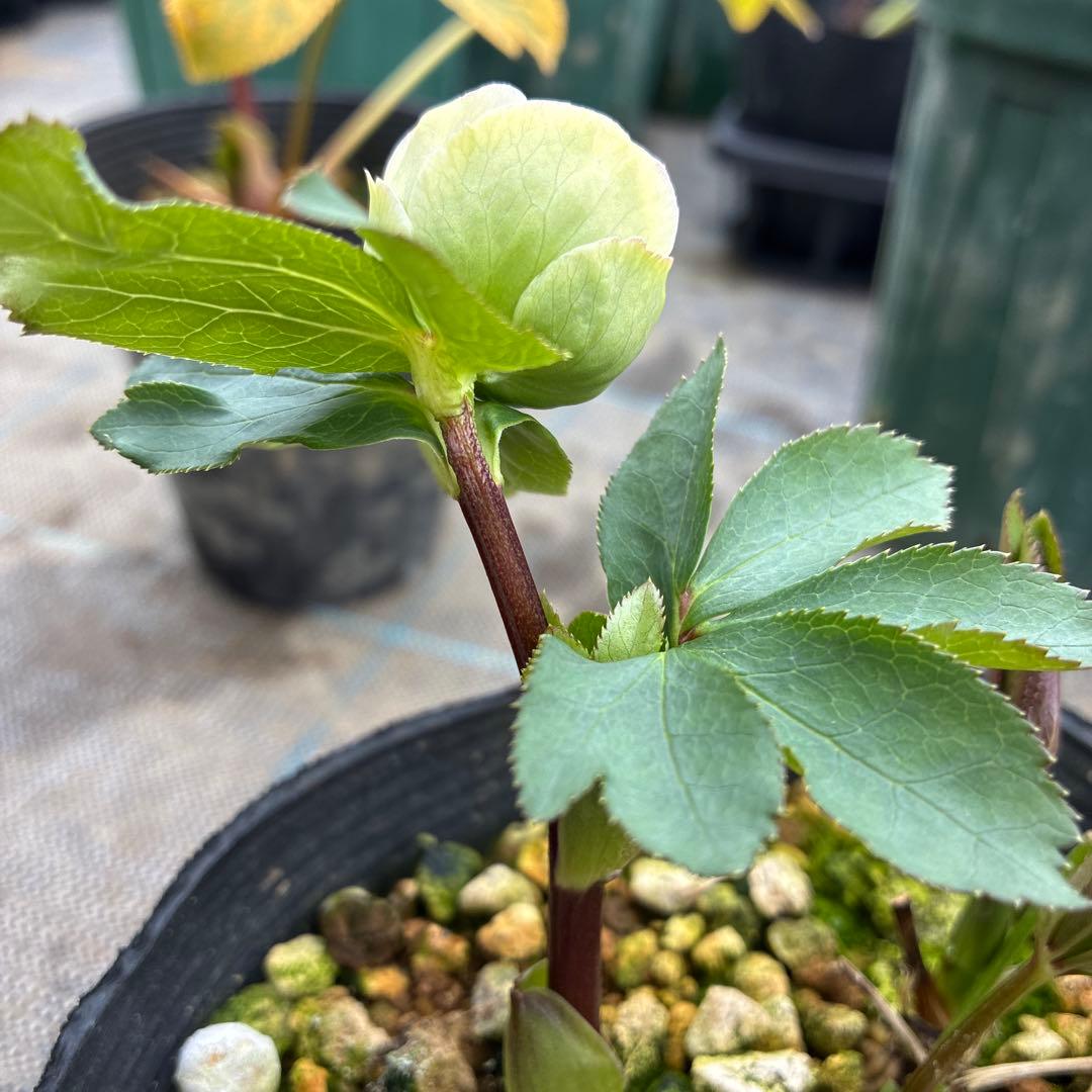 クリスマスローズ 小輪グリーングラデーション 希少 4.5寸 - メルカリ