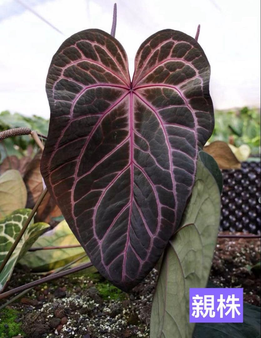 アンスリウム レッドクリスタリナム パープル系 - メルカリ