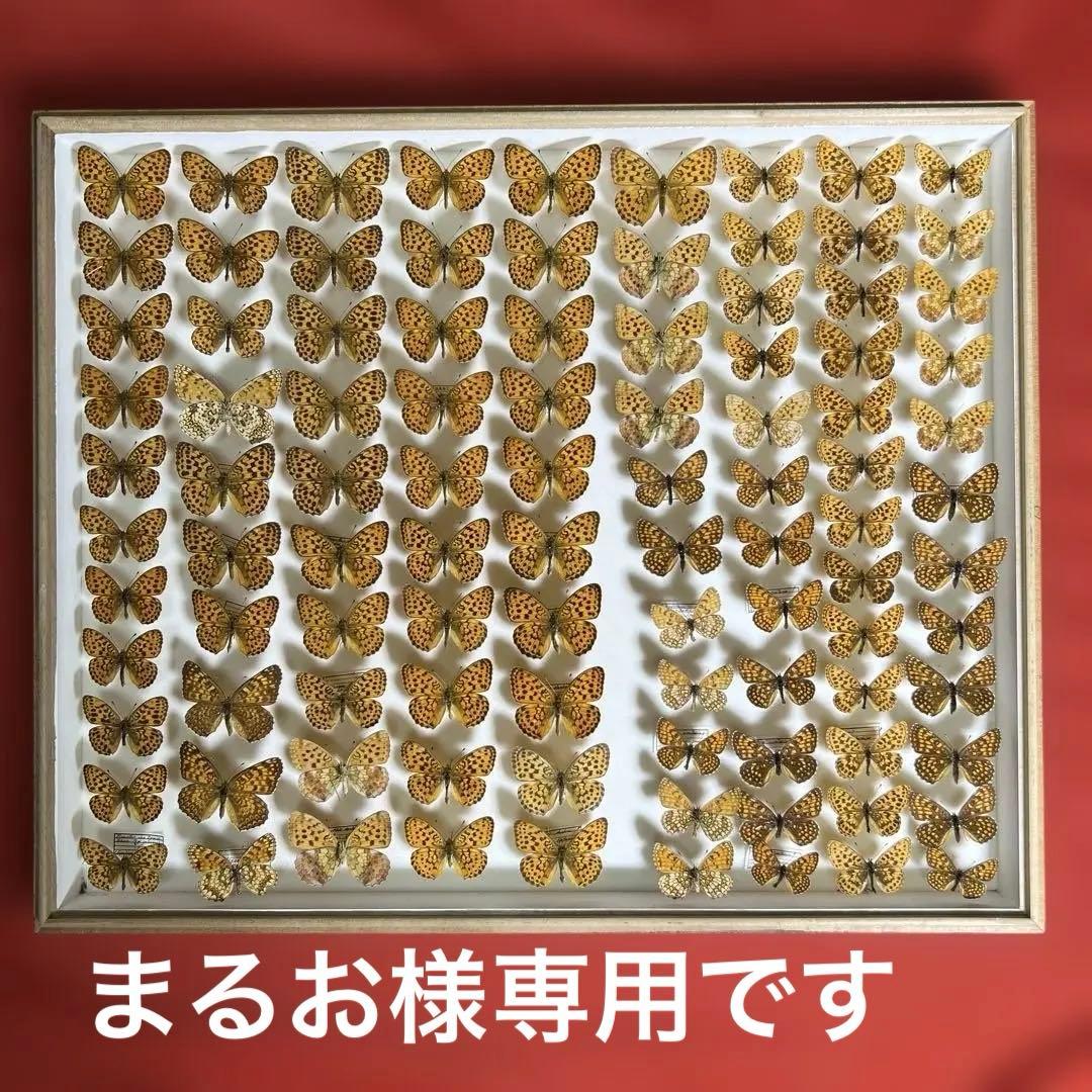 希少蝶標本ドイツガラス木箱現状品のみ41x50x6cm Amazon.co.jp: 昆虫標本箱（ドイツ箱）昭和55年からの実績 ドイツ箱