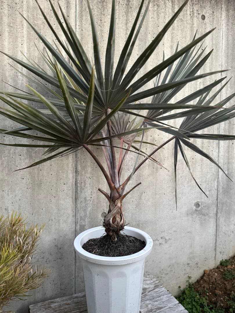 専用 ビスマルキア ノビリス シルバー ドライガーデン 苗 ロック