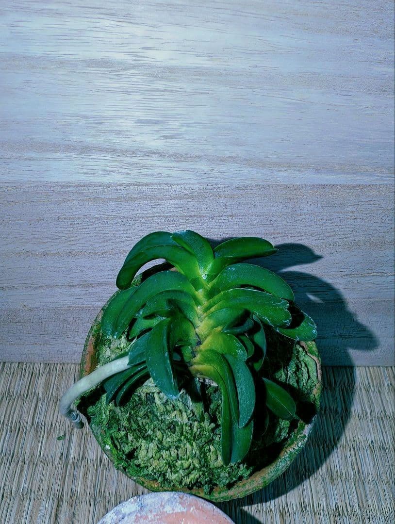 [年末大感謝祭東京土産編激安!!]富貴蘭　波平青海