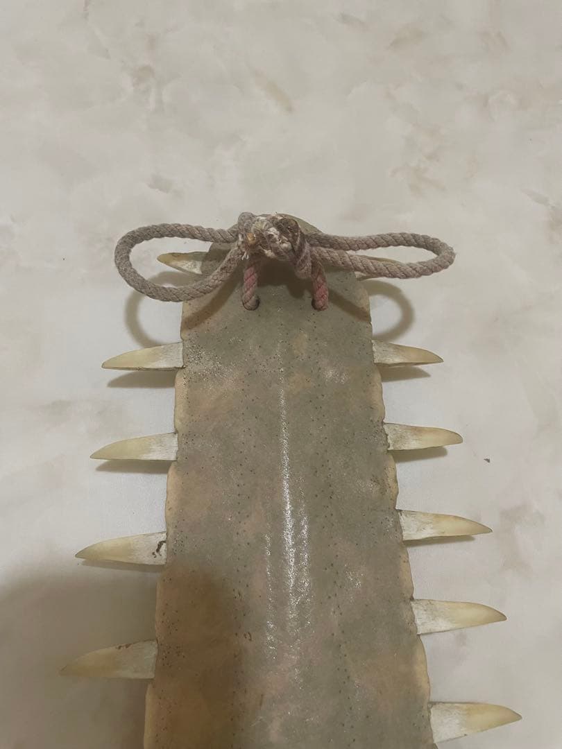 ノコギリエイ　歯　吻