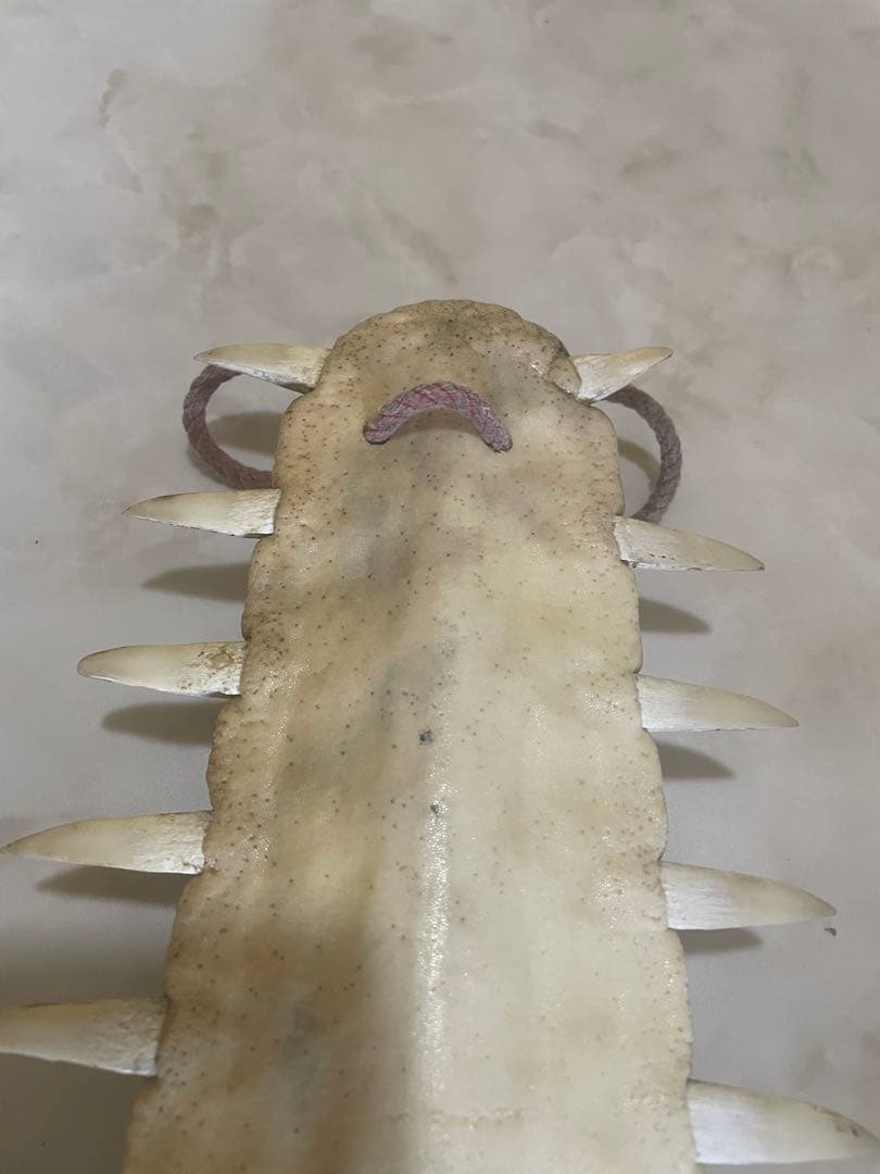 ノコギリエイ　歯　吻