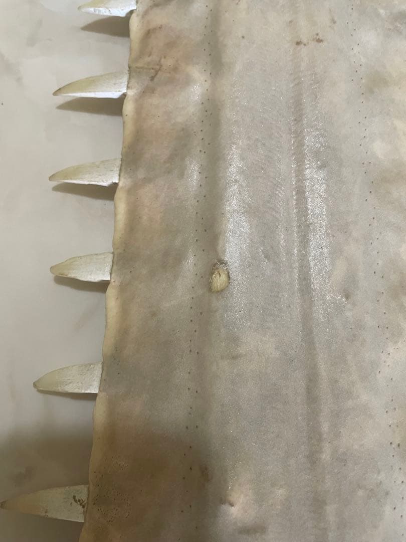 ノコギリエイ　歯　吻