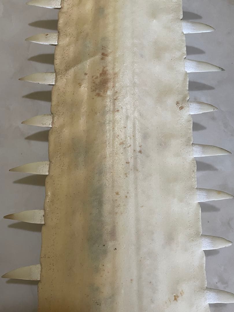 ノコギリエイ　歯　吻