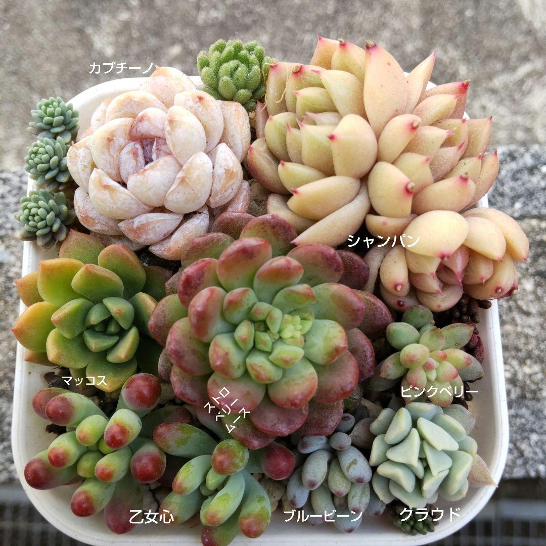 多肉植物 寄せ植えセット - メルカリ