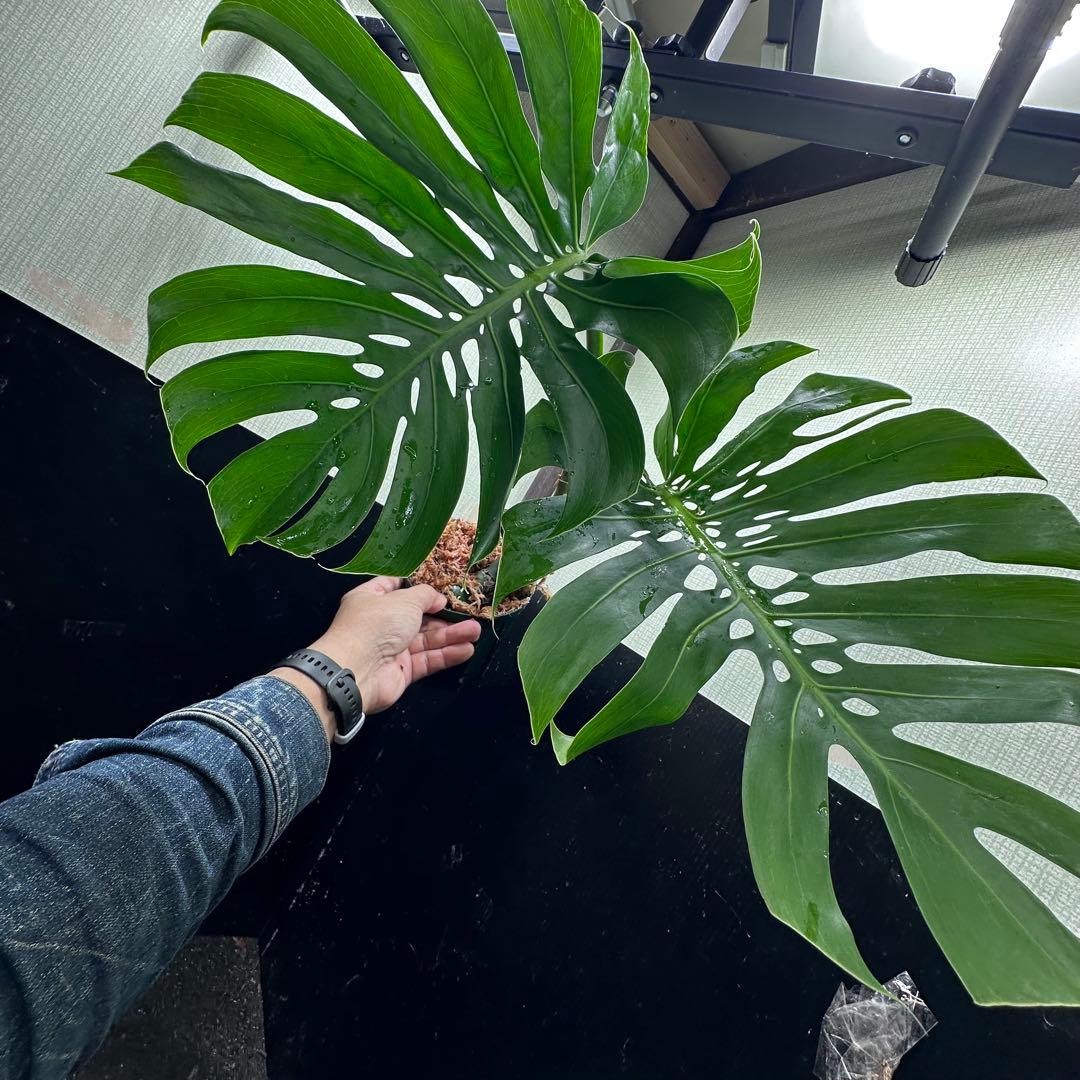 G*i様 モンステラデリシオーサマクロコズム超希少系統鉢植え モンステラデリシオーサマクロコズム超希少系統鉢植え77㎝ - メルカリ