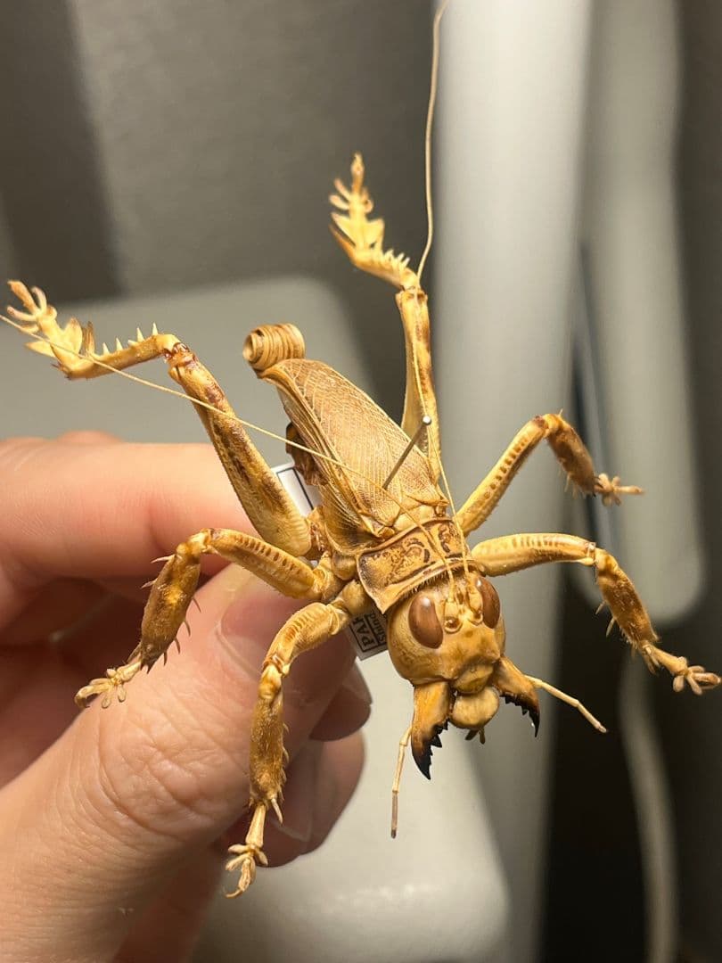 【成虫】マキバネコロギス 昆虫標本バッタ キリギリスコロギスリオック直翅類 コロギス | オモニキチュウ