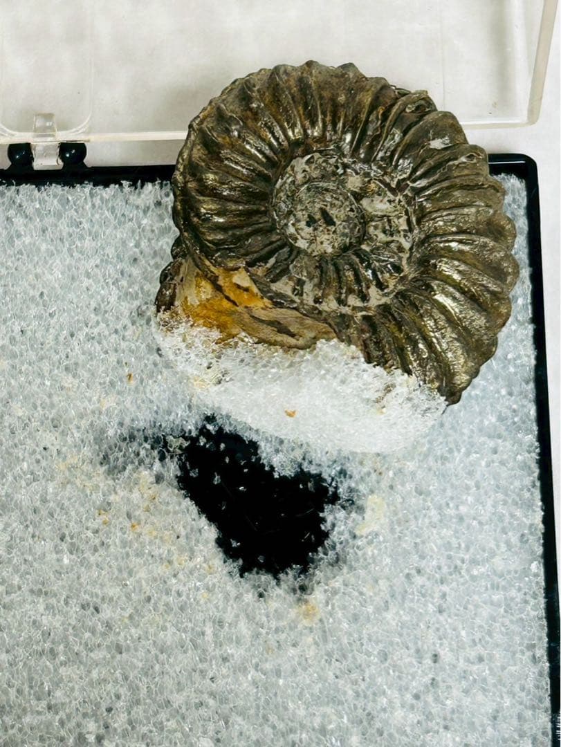 アンモン貝の化石 ドイツ ニュルンベルク ジュラ紀 【11101m】 - メルカリ
