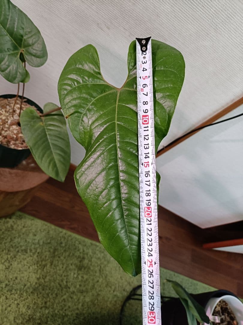 Anthurium ivanportillae アンスリウムイヴァンポルティラエ - メルカリ